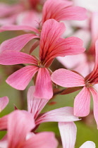 Pelargonium, Close up detail of red coloured flower growing outdoor.-