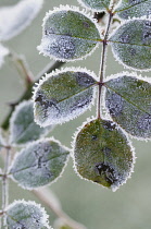 Rose, Rosa, Frosted green leaves in winter.-
