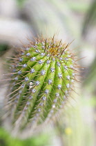 Cactus, Torch Cactus, Echinopsis spachiana, Close up detail  showing the spiky pattern.-