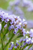 Sea Lavender, Limonium sinuatum, Close up detail of small mauve coloured flowers growing outdoor.-