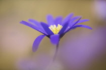 Anemone, Winter windflower, Anemone blanda 'Blue Shades', Blue coloured flower with yellow stamen growing outdoor.-