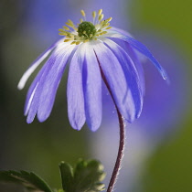 Anemone, Winter windflower, Anemone blanda 'Blue Shades', Blue coloured flower with yellow stamen growing outdoor.-