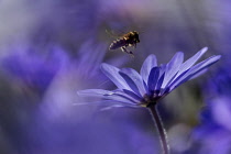 Anemone, Winter windflower, Anemone blanda 'Blue Shades', Blue coloured flower with honey bee hovering.