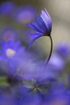 Anemone, Winter windflower, Anemone blanda 'Blue Shades', Blue coloured flower growing outdoor.-