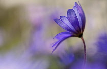 Anemone, Winter windflower, Anemone blanda 'Blue Shades', Blue coloured flower growing outdoor.-