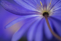 Anemone, Winter windflower, Anemone blanda 'Blue Shades', Blue coloured flower growing outdoor.-