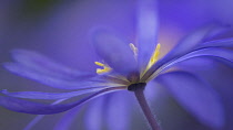 Anemone, Winter windflower, Anemone blanda 'Blue Shades', Blue coloured flower growing outdoor.-
