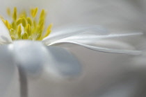 Anemone, Winter windflower 'White Splendour', Anemone blanda 'White Splendour', Close up of white coloured flower with yellow stamen growing outdoor.