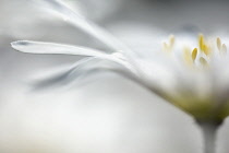 Anemone, Winter windflower 'White Splendour', Anemone blanda 'White Splendour', Close up of white coloured flower with yellow stamen growing outdoor.