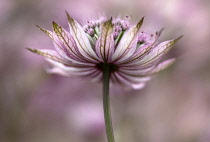Astrantia, Masterwort, Astrantia major 'Pink penny', Side view of pink coloured flower growing outdoor.-