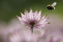 Astrantia, Masterwort, Astrantia major 'Pink penny', Side view of pink coloured flower growing outdoor with bee hovering.