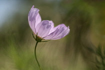 Cosmos, Cosmos 'Pinkie', Cosmos bipinnatus 'Pinkie', Side view of pink coloured flower growing outdoor.-