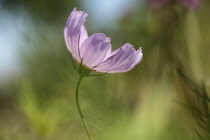 Cosmos, Cosmos 'Pinkie', Cosmos bipinnatus 'Pinkie', Side view of pink coloured flower growing outdoor.-