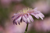 Crepis, Pink dandelion, Crepis incana, Side view of pink coloured flower growing outdoor with yellow stamen showing.-