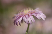 Crepis, Pink dandelion, Crepis incana, Side view of pink coloured flower growing outdoor with yellow stamen showing.-