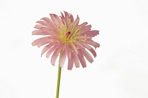 Crepis, Pink dandelion, Crepis incana, Studio shot of pink coloured flower with yellow stamen showing.-