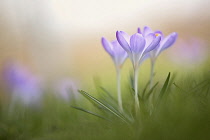 Crocus, Small purple coloured flowers growing outdoor.-