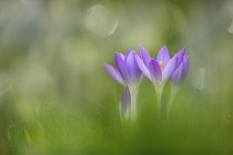 Crocus, Crocus tommasinianus 'Barr's purple', Small purple coloured flowers growing outdoor.-
