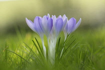 Crocus, Early crocus, Crocus tommasinianus, Small purple coloured flowers growing outdoor.-