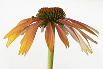 Coneflower, Echinacea 'Summer Cocktail', Studion shot of orange coloured flower.-