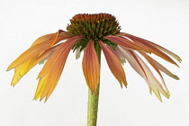 Coneflower, Echinacea 'Summer Cocktail', Studion shot of orange coloured flower.-
