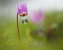 Dog's tooth violet, Erythronium dens-canis 'Old Aberdeen', Delicate pink coloured flower growing outdoor.-