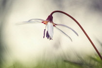 Dog's tooth violet, Erythronium dens-canis 'Snow Flake', Delicate white coloured flower growing outdoor.-