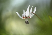 Dog's tooth violet, Erythronium dens-canis 'Snow Flake', Delicate white coloured flower growing outdoor.-