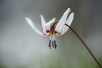 Dog's tooth violet, Erythronium dens-canis 'Snow Flake', Delicate white coloured flower growing outdoor.-