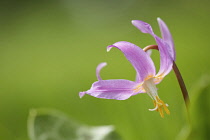 Mahogany Fawn lily,