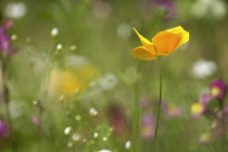 Poppy, Californian poppy, Eschscholzia californica, Lone yellow flower growing outdoor in a meadow.-