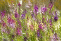 Fairy toadflax, Linaria moroccana, Blurred motion of wild flowers in the wind.