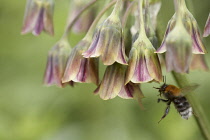 Sicilian honey garlic, Nectaroscordum siculum, Honey bee hovering under delicate bell shaped flowers.-
