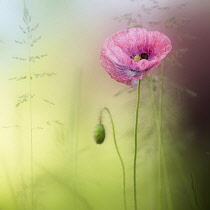 Poppy, Field poppy, Papaver rhoeas, Delicate pink coloured flower growing outdoor.-