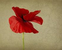 Poppy, Field poppy, Papaver rhoeas, Studio shot of single bright red coloured flower.-