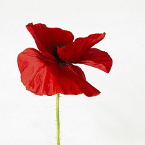 Poppy, Field poppy, Papaver rhoeas, Studio shot of single bright red coloured flower.-
