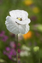 Poppy, Field poppy, Papaver rhoeas 'Mother of Pearl', Single white flower growing outdoor.-