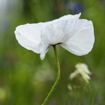 Poppy, Field poppy, Papaver rhoeas 'Mother of Pearl', Single white flower growing outdoor.-