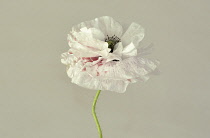 Poppy, Field poppy, Papaver rhoeas 'Mother of Pearl', Studio shot of single white flower tinged with red.-