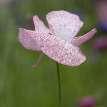 Poppy, Field poppy, Papaver rhoeas 'Mother of Pearl', Single pink flower growing outdoor.-