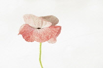 Poppy, Field poppy, Papaver rhoeas 'Mother of Pearl', Studio shot of single pink flower.-