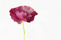 Poppy, Field poppy, Papaver rhoeas 'Mother of Pearl', Studio shot of single purple coloured flower.-
