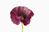 Poppy, Field poppy, Papaver rhoeas 'Mother of Pearl', Studio shot of single purple coloured flower.-