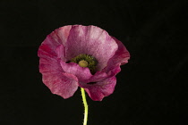 Poppy, Field poppy, Papaver rhoeas 'Mother of Pearl', Studio shot of single purple coloured flower.-