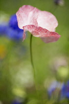 Poppy, Field Poppy, Papaver rhoeas 'Mother of Pearl', Single pink flower in soft focus growing outdoor.