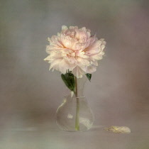 Peony, Paeonia, Studio shot of single pink flower in vase.-