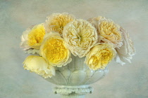 Rose 'Charlotte', Rosa 'Charlotte', Studio shot of arrangement of yellow flowers in a bowl vase.-