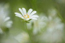 Stitchwort, Greater stitchwort, Stellaria holostea, White flower showing yellow stamen growing outdoor.-