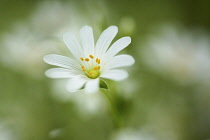 Stitchwort, Greater stitchwort, Stellaria holostea, White flower showing yellow stamen growing outdoor.-