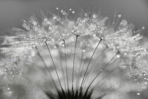 Dandelion clock, Taraxacum officinale, Studio shot showing delicate texture and pattern.-